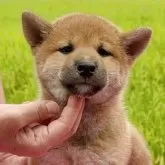 柴犬(標準サイズ)