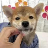 柴犬(標準サイズ)