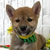 柴犬(標準サイズ)