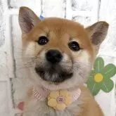 柴犬(標準サイズ)