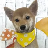 柴犬(標準サイズ)