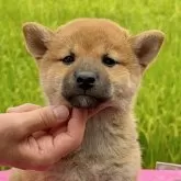 柴犬(標準サイズ)