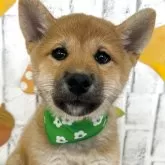柴犬(標準サイズ)
