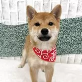 柴犬(標準サイズ)【東京都・女の子・2025年8月10日・赤】の写真2