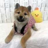 柴犬(標準サイズ)【東京都・女の子・2025年9月18日・赤】の写真3