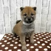 柴犬(標準サイズ)【東京都・女の子・2025年9月18日・赤】の写真5