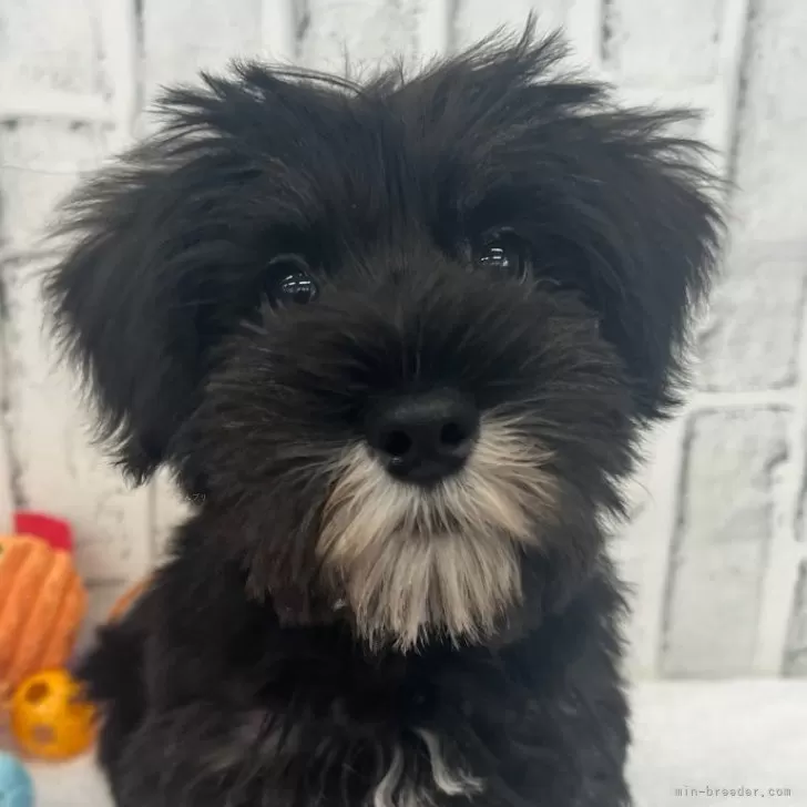 ID:2406-05255の子犬