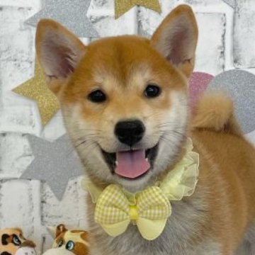 柴犬(標準サイズ)【東京都・男の子・2023年6月23日・赤】の写真「1回目のワクチン接種済です」