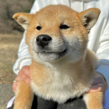 柴犬(標準サイズ)【東京都・男の子・2023年9月15日・赤】の写真「2回目のワクチン接種済！ワクチン代も含んだ価格です」
