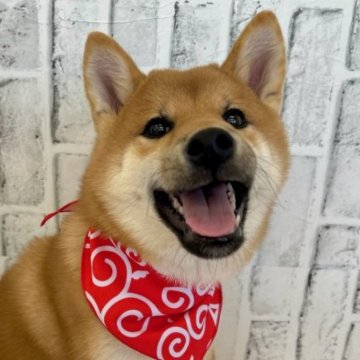 柴犬(標準サイズ)【東京都・男の子・2023年6月12日・赤】の写真「2回目のワクチン接種済です」