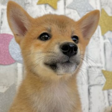 柴犬(標準サイズ)【東京都・女の子・2023年6月19日・赤】の写真「1回目のワクチン接種済です」