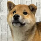 柴犬(標準サイズ)【東京都・男の子・2023年9月7日・赤】の写真1「2/2撮影」