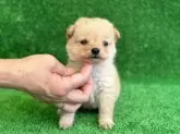 ミックス(トイプードル×柴犬)【東京都・男の子・2024年5月1日・クリーム】の写真2