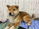 柴犬(標準サイズ)【東京都・男の子・2023年9月7日・赤】の写真3「2/2撮影」