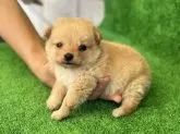 ミックス(トイプードル×柴犬)【東京都・男の子・2024年5月1日・クリーム】の写真4