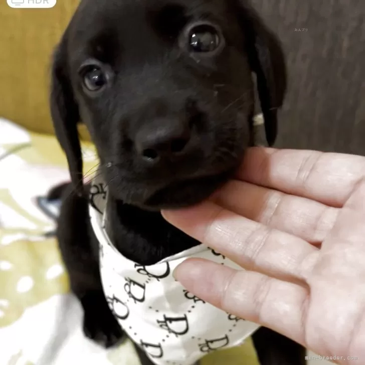 H.T 様のお迎えした子犬