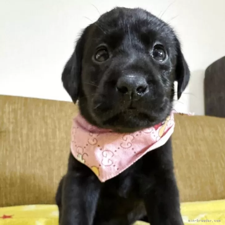 M.O 様のお迎えした子犬