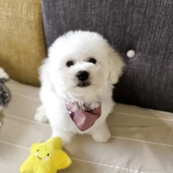 ID：2504-05232の子犬