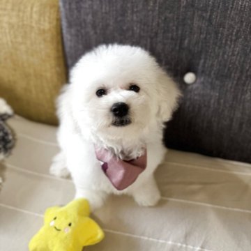 ビションフリーゼ【滋賀県・男の子・2025年3月3日・ホワイト】の写真「まん丸おもふもふくん🐶
マズル短く可愛いお顔です」