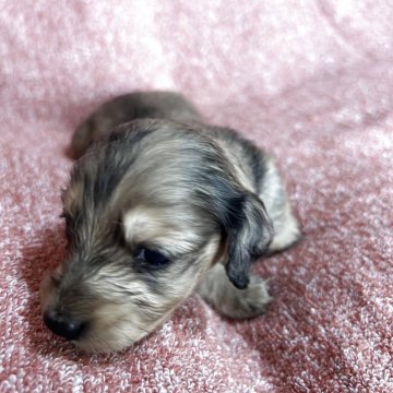 ミニチュアダックスフンド(ロング)【滋賀県・女の子・2025年7月24日・シェーデッドイエロー】の写真「むちむちに可愛く成長中です❤️」