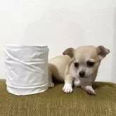 チワワ(スムース)