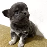 チワワ(ロング)【滋賀県・男の子・2025年10月31日・ブルータン】の写真1