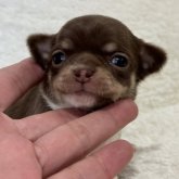 チワワ(スムース)
