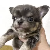 チワワ(ロング)