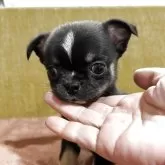 チワワ(スムース)【滋賀県・男の子・2025年2月17日・ブラックタンホワイト】の写真2