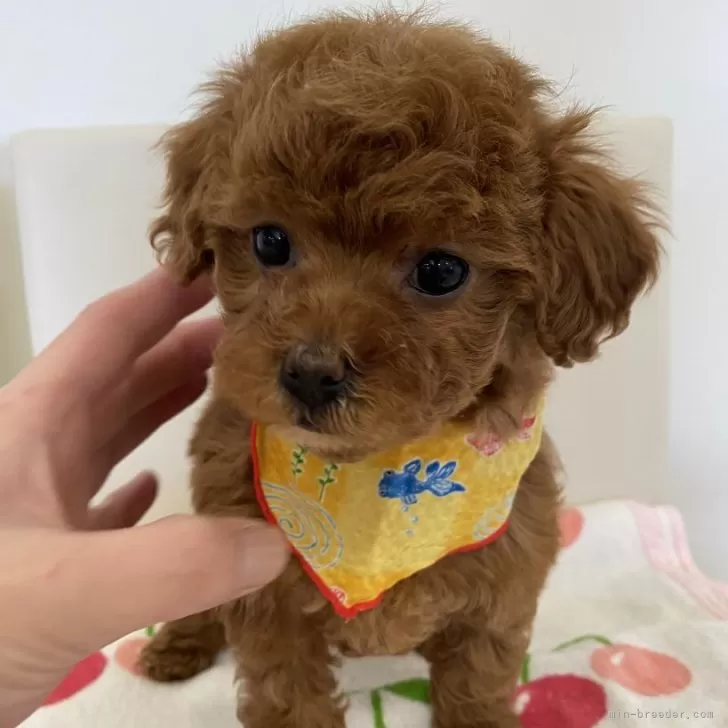 ID：2402-02868の子犬