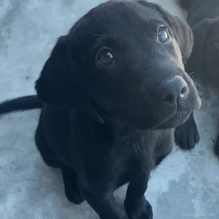 ID：2307-00363の子犬