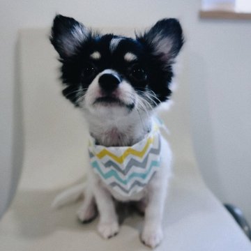 チワワ(ロング)【滋賀県・男の子・2024年4月4日・パーティー】の写真「お迎え後一緒に帰れる可愛い子
健康診断異常無😊」