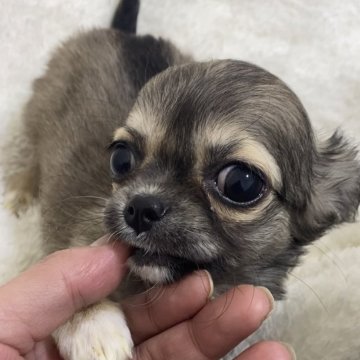 チワワ(ロング)【滋賀県・女の子・2023年12月4日・フォーン】の写真「可愛いお顔のお嬢さん♡」