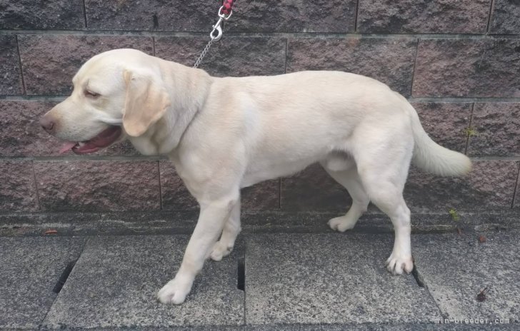 ラブラドールレトリバー【・男の子・2023年3月18日・イエロー】