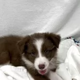ボーダーコリー