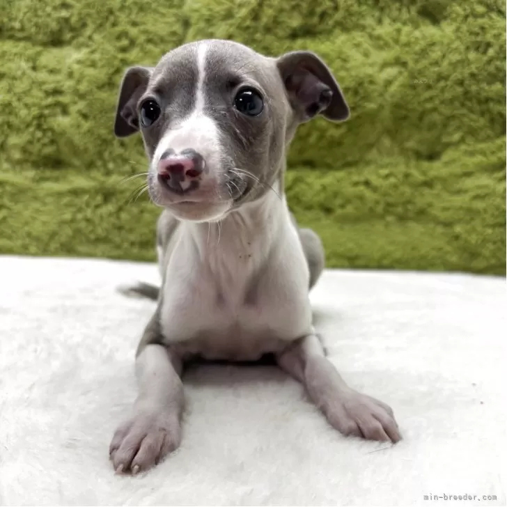 ID：2505-07902の子犬