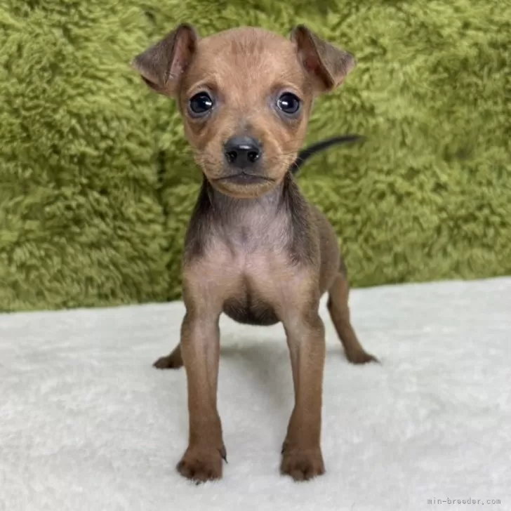 ミニチュアピンシャー【愛知県・男の子・2025年8月6日・レッド】の写真1