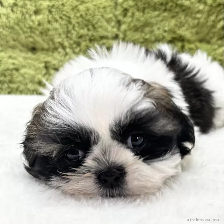 K.T 様のお迎えした子犬