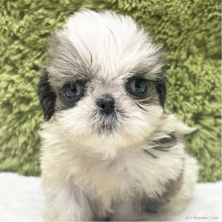 ブリーダー画像