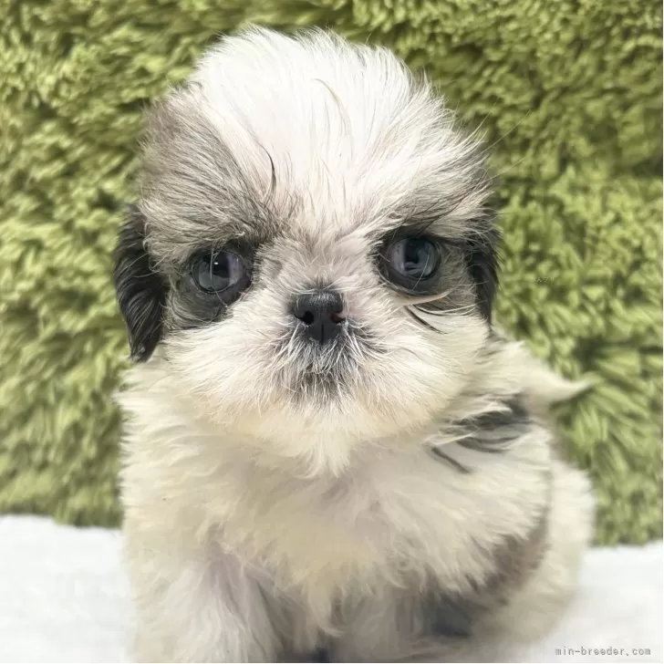 シーズー【愛知県・男の子・2025年10月6日・ゴールド&amp;ホワイト】の写真1