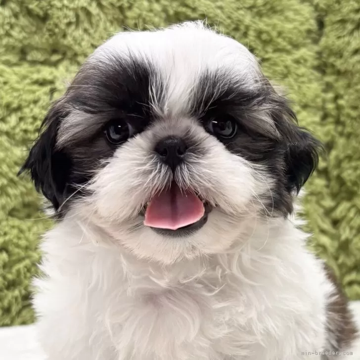 ID：2507-05989の子犬