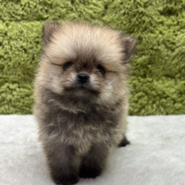 ポメラニアン【愛知県・男の子・2025年7月2日・ウルフセーブル】の写真「ポメちゃん四兄弟🐶」