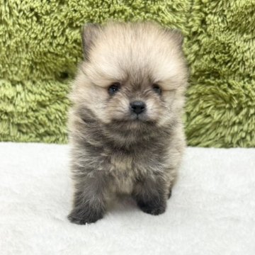 ポメラニアン【愛知県・男の子・2025年7月2日・ウルフセーブル】の写真「ポメちゃん四兄弟🐶」