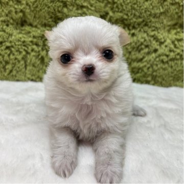 チワワ(ロング)【愛知県・女の子・2025年10月28日・クリーム&ホワイト】の写真「人懐っこい女の子🐶✨」