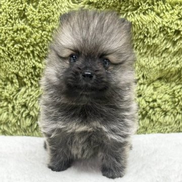 ポメラニアン【愛知県・男の子・2025年7月2日・ウルフセーブル】の写真「ポメちゃん四兄弟🐶」