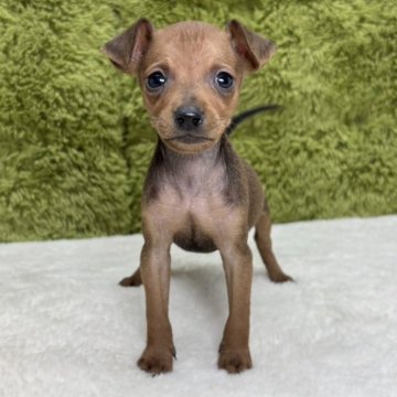 ミニチュアピンシャー【愛知県・男の子・2025年8月6日・レッド】の写真「かわいさ満点4兄弟🐶」