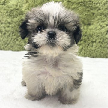 シーズー【愛知県・女の子・2025年10月6日・ゴールド&ホワイト】の写真「シーズー三兄弟👬」