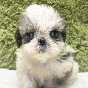 シーズー【愛知県・男の子・2025年10月6日・ゴールド&ホワイト】の写真「シーズー三兄弟👬」