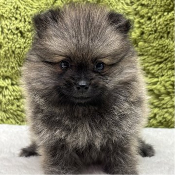 ポメラニアン【愛知県・男の子・2025年7月2日・ウルフセーブル】の写真「ポメちゃん四兄弟🐶」