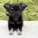 チワワ(ロング)